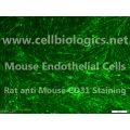 BALB/c Mouse Primary Prostate Microvascular Endothelial Cells